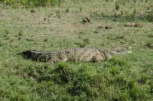 Cocodrilo - parque nacional Queen Elizabeth - Uganda 4.jpg